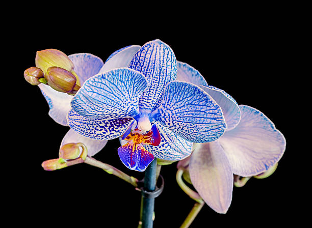 istock Blue orchid flower, buds, blue stripes  Orchidaceae 516363738
