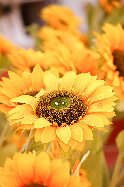 istock Close-up of beautiful sunflower 516366130