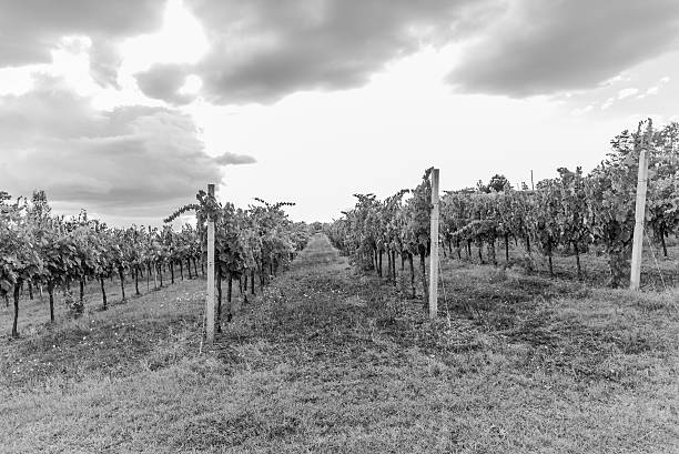 istock Bacchus, The clusters of grapes B&N 516366672
