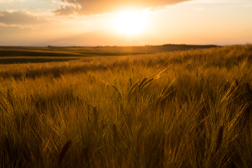 The sun sets in Teton Valley as the wheat gets closer to harvest.