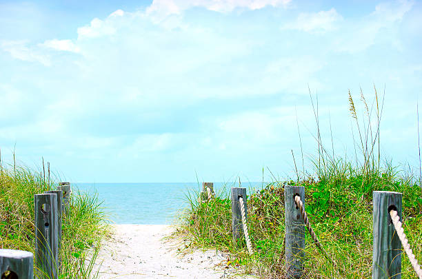 istock Beautiful beach path scene with sea oats 516367458