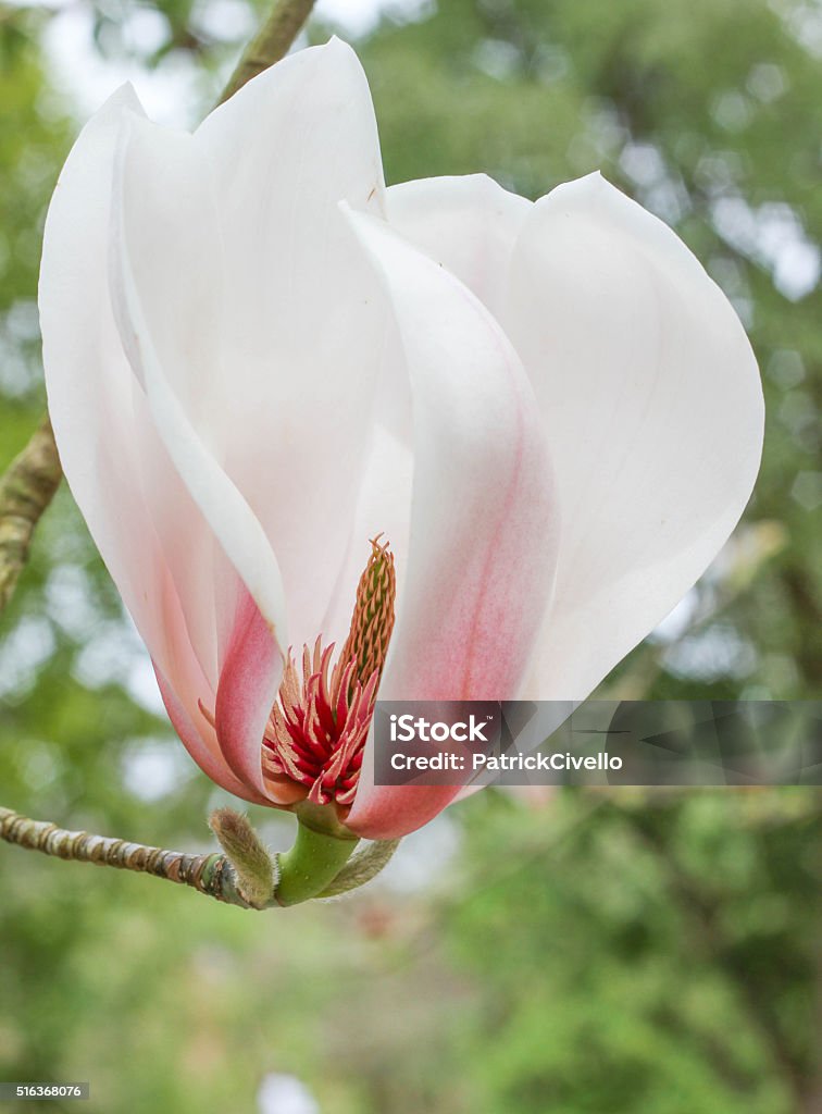 Primo piano di Dawson s Magnolia fiori di Magnolia dawsoniana - Foto stock royalty-free di Albero