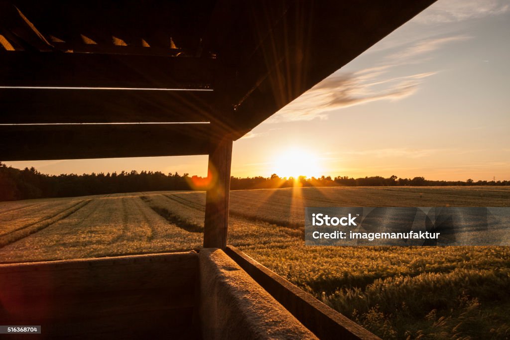 Looking out of a tree stand Looking out of a tree stand over a field during sunset Agricultural Field Stock Photo