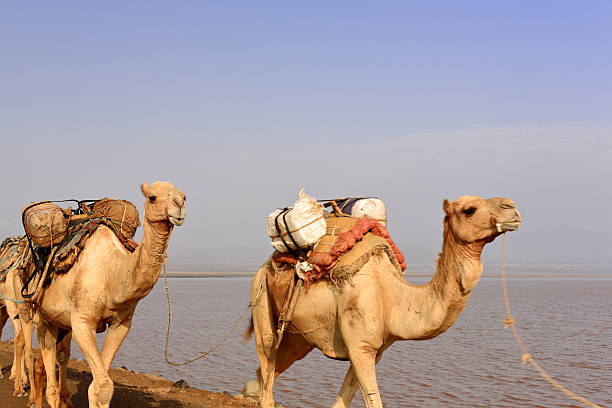 Afar herders lead caravans of dromedaries and donkeys from Hamed Ale hamlet to Lake Assale saltern-load salt blocks-transport them to market-Berahile town through Danakil desert. Afar region-Ethiopia.