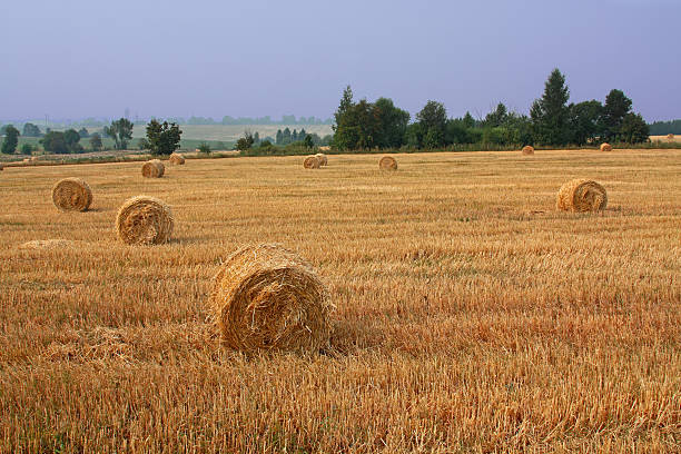 istock Harvest time in countryside 516372179