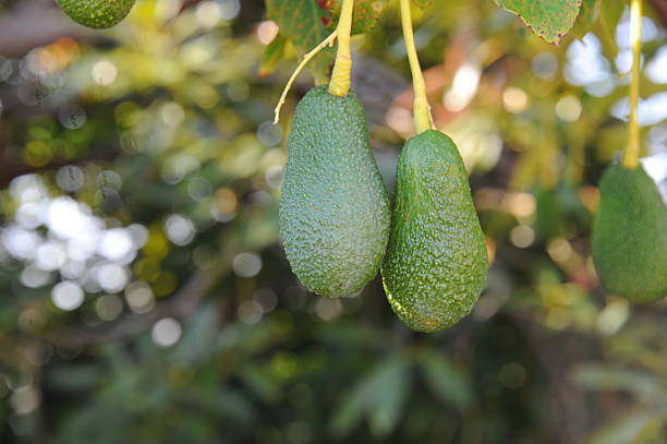 istock Avokados am Baum - Spain 516373307