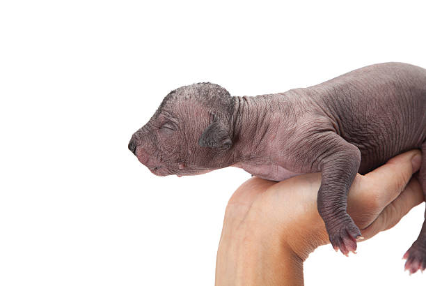 istock Newborn puppy in human's hand 516373425