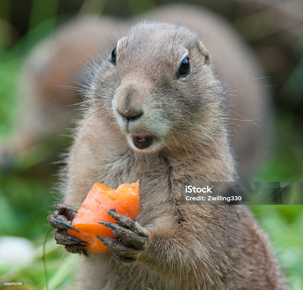 black tailed prairie dog eating a carrot Woodchuck Stock Photo