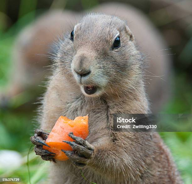 Black Tailed Prairie Dog Eating A Carrot Stock Photo - Download Image Now - Woodchuck, Eating, Holding