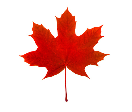 maple leaf, canadian symbol, on a white background