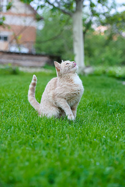 istock Funny cat on the green grass 516376609