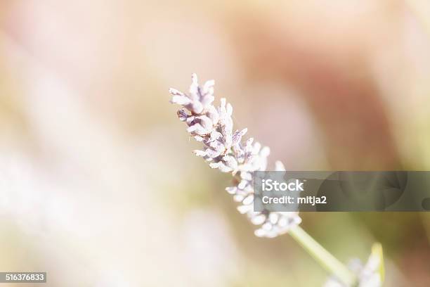 Summer Grass Blossom Stock Photo - Download Image Now - Agricultural Field, Beauty, Beauty In Nature