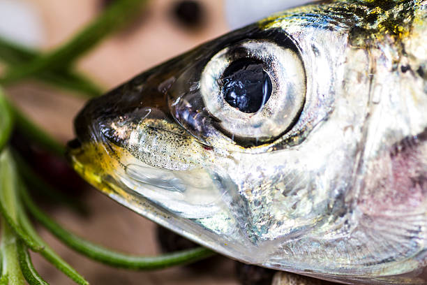 istock Macro shot of a sardine head 516377627