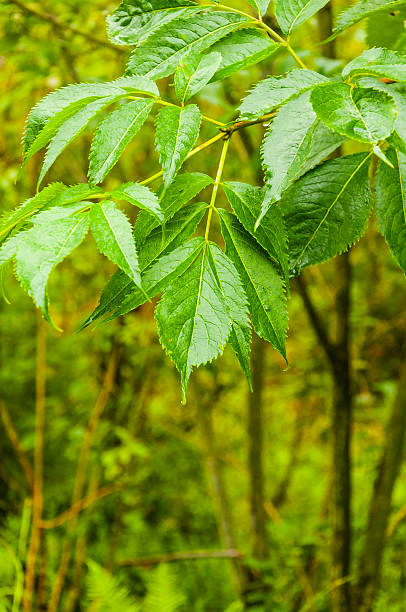 Sambucus racemosa - leaves Sambucus racemosa - leaves sambucus racemosa stock pictures, royalty-free photos & images