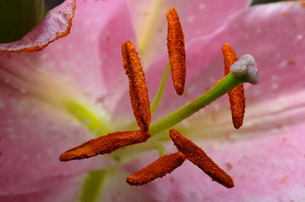 istock Macro of pink lily 516378379