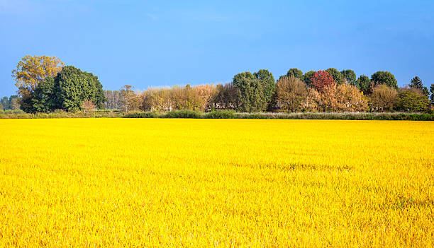 paddy campo.  imagem a cores - padan plain - fotografias e filmes do acervo