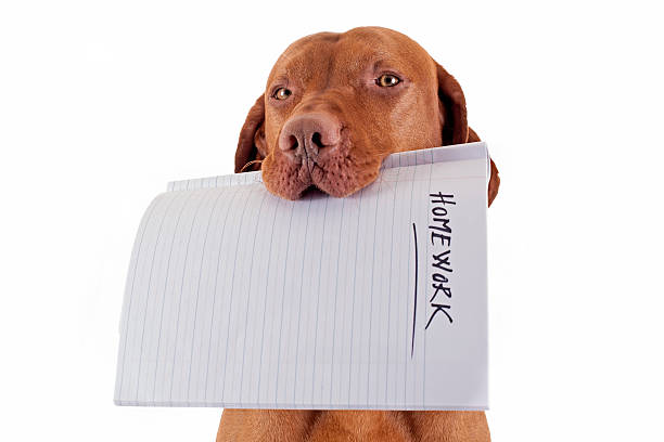 the dog ate my homework dog holding homework in mouth on white background homework stock pictures, royalty-free photos & images