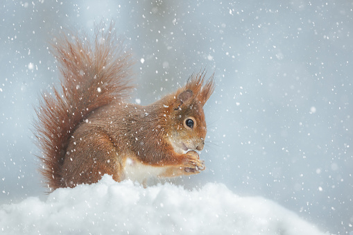 A red squirrel clutches a hazelnut in winter snow fall