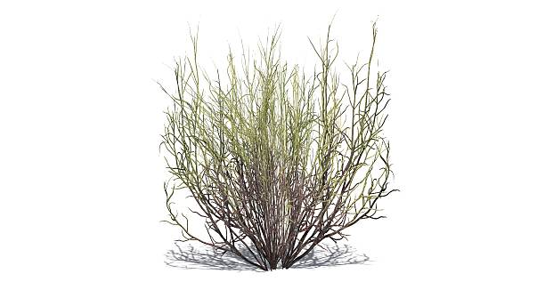 istock broom snakeweed dark - isolated on white background 516389924