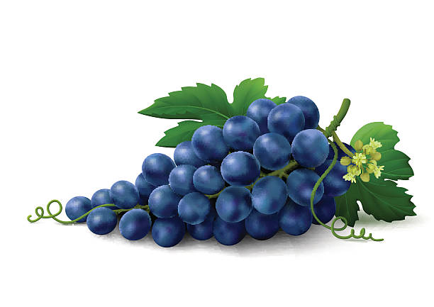 niebieski winogron na białe tło - dark blue grapes stock illustrations