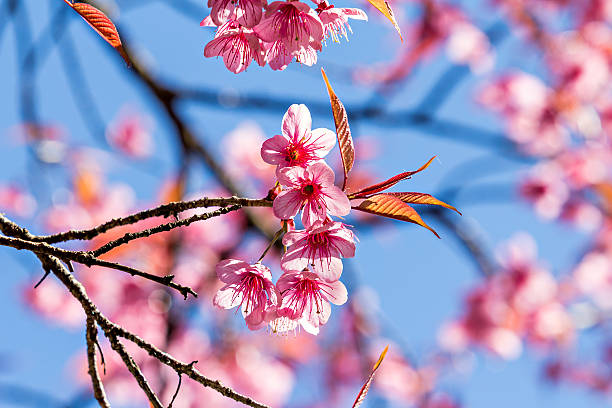 istock Thai sakura or Cherry blossom in Chiang mai, Thailand 516390546