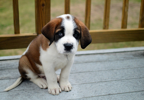 This super cute Saint Bernard pup already has a vibrant coat and larger proportions. His sad looking eyes seem to request a sympathetic approach to his future upbringing.
