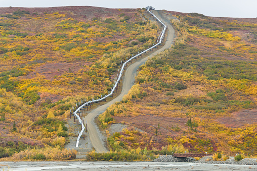 Trans Alaska Pipeline Climbing Hill in Autumn Colors