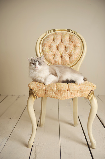 A Maine Coon cat sitting on a vintage chair. He is wearing a tiara.
