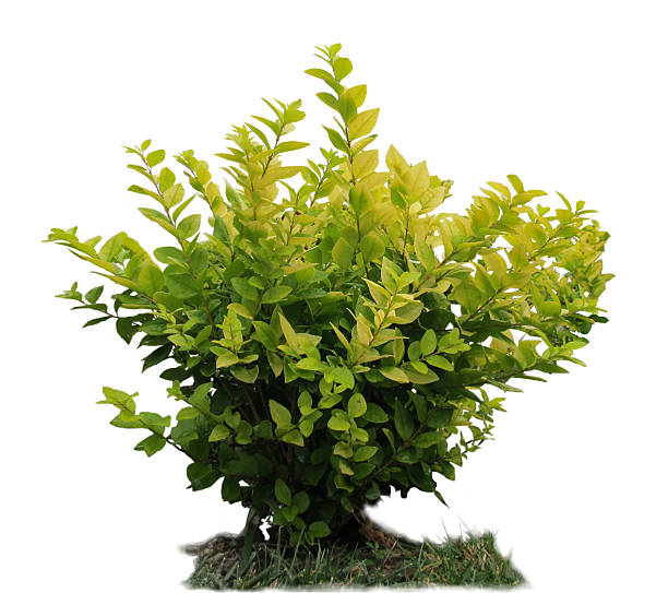 Ornamental plants stock photo