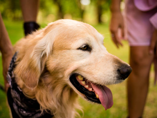 istock Happy labrador retriever dog face in park 516391546