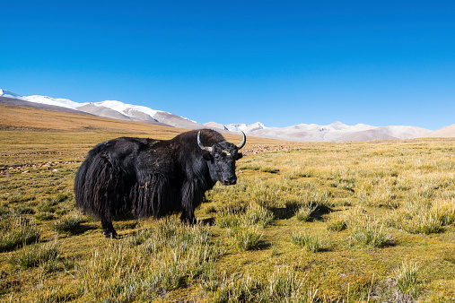 A YAK (Bos grunniens) is standing at approx. 5200 m altitude in the Himalayas, Tibet.