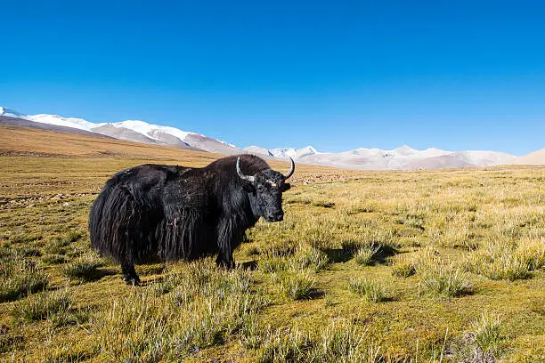 A YAK (Bos grunniens) is standing at approx. 5200 m altitude in the Himalayas, Tibet.