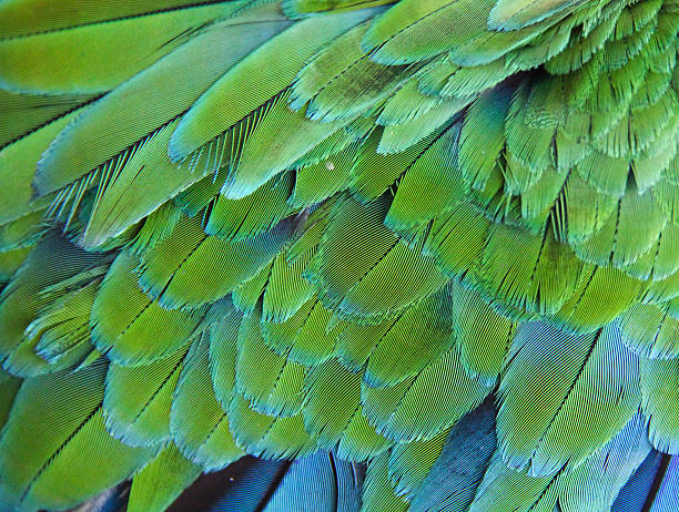 istock Green blue feather of Macaw bird 516392125