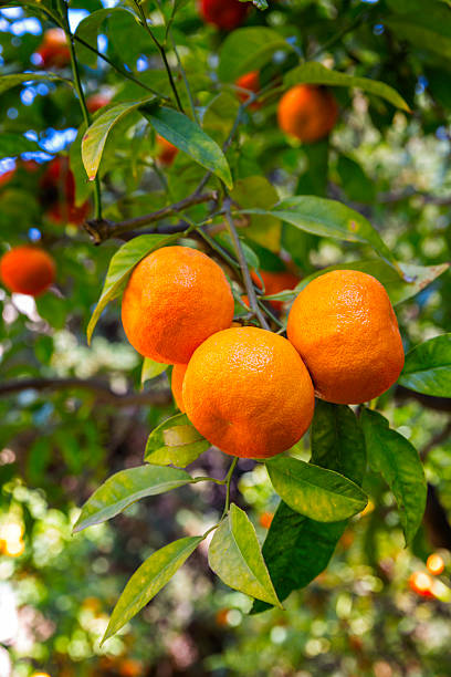 istock Tropical fruits - ripe tangerines growing on tree 516392781