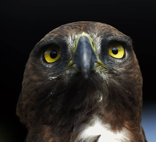 istock Close-up photo of a Martial Eagle. 516393198