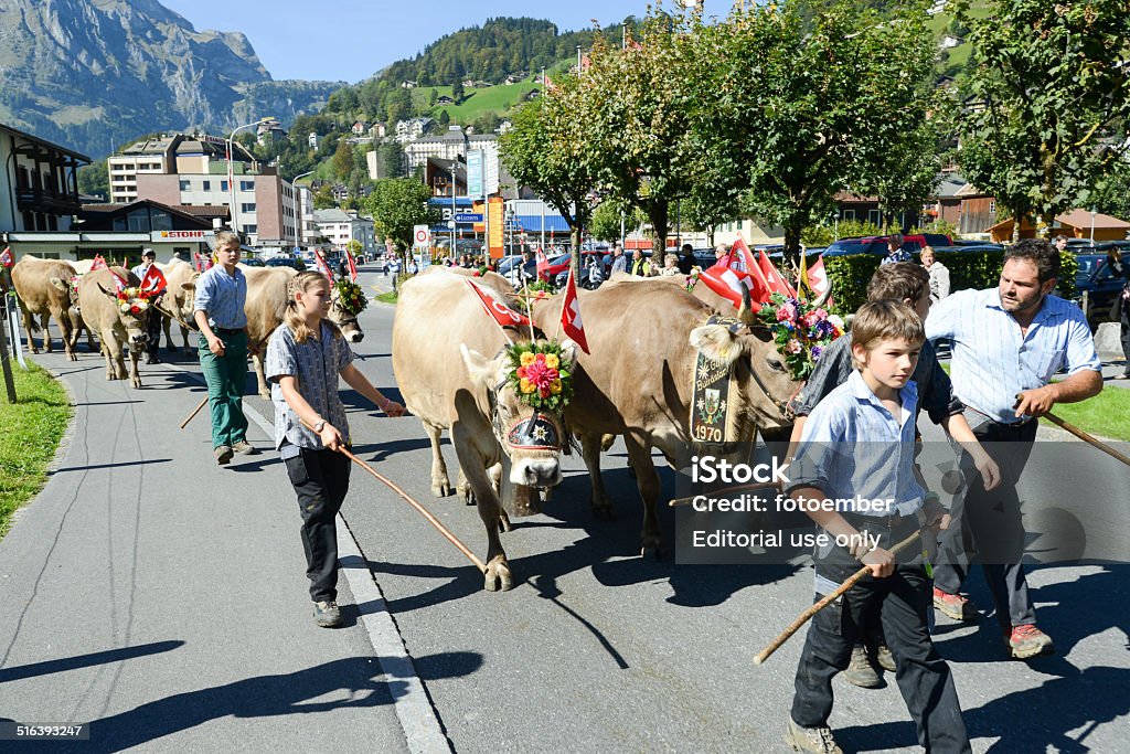 Farmers with a herd of cows on the annual transhumance Engelberg, Switzerland - 27 September 2014: Farmers with a herd of cows on the annual transhumance at Engelberg on the Swiss alps Almabtrieb Stock Photo