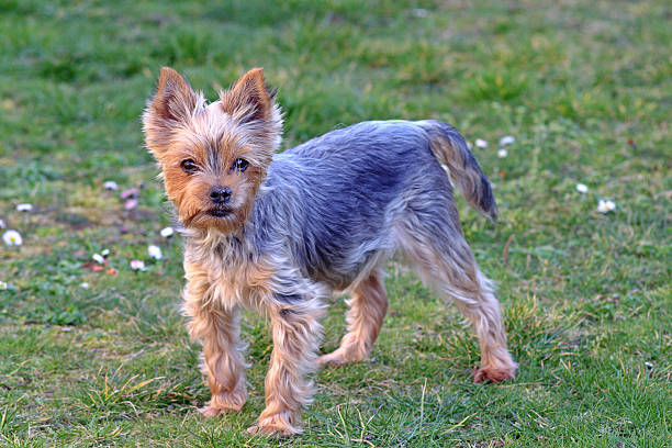 istock Little Yorkie in the garden 516393282