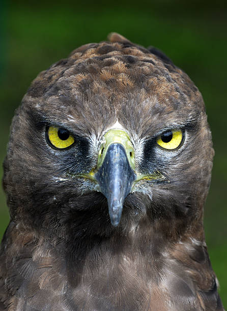 istock Close-up Portrait of a Martial Eagle. 516393380