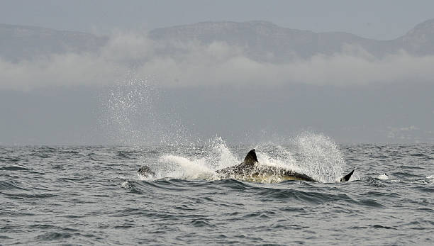istock Hunting of a Great White Shark 516393448