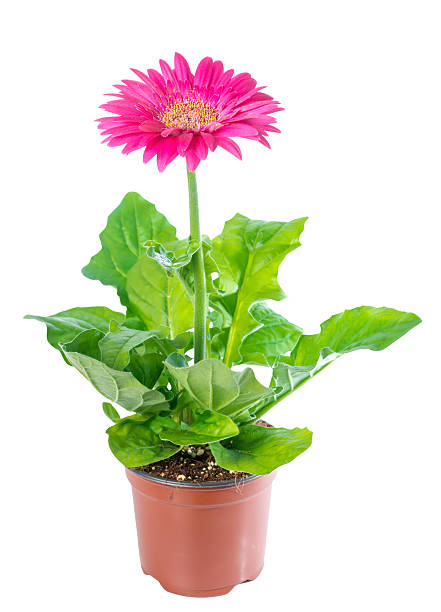 istock blooming pink flower gerbera in flowerpot is isolated on white 516394669