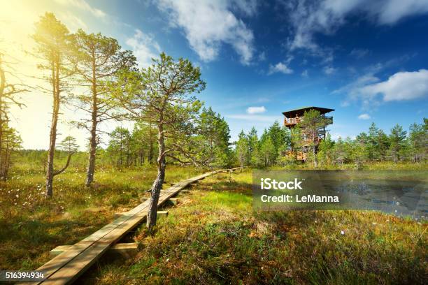 Viru Bogs En Lahemaa Parque Nacional Foto de stock y más banco de imágenes de Estonia - Estonia, Naturaleza, Parque público