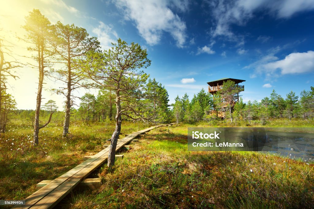 Viru bogs at Lahemaa national park Viru bogs at Lahemaa national park in summer. Wooden path for hiking in sunny day Estonia Stock Photo