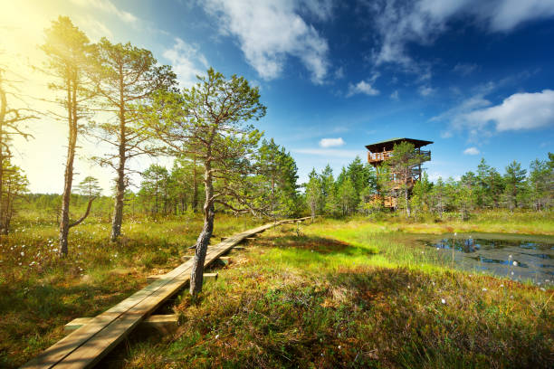 บึงวิรุที่อุทยานแห่งชาติลาเฮมา - estonia ภาพสต็อก ภาพถ่ายและรูปภาพปลอดค่าลิขสิทธิ์