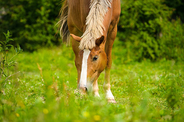 istock Horse in meadow. Summer day 516395129
