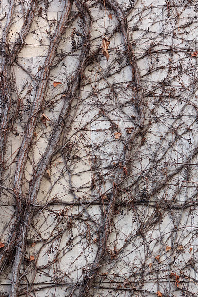 istock background branch plants on the wall 516395872
