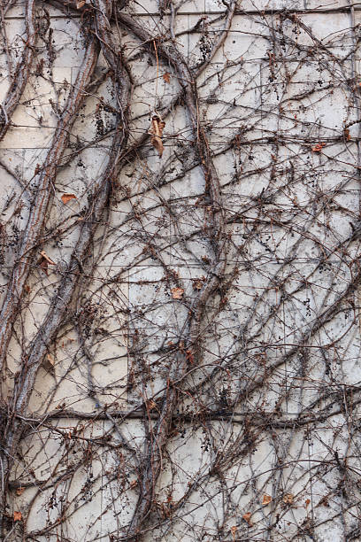 istock background branch plants on the wall 516395938