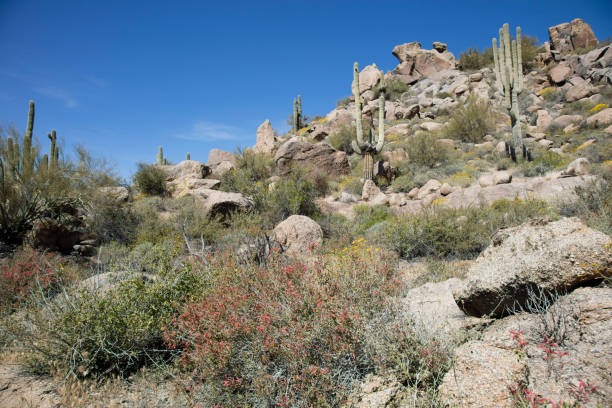 istock Sonoran Desert Arizona 516396016