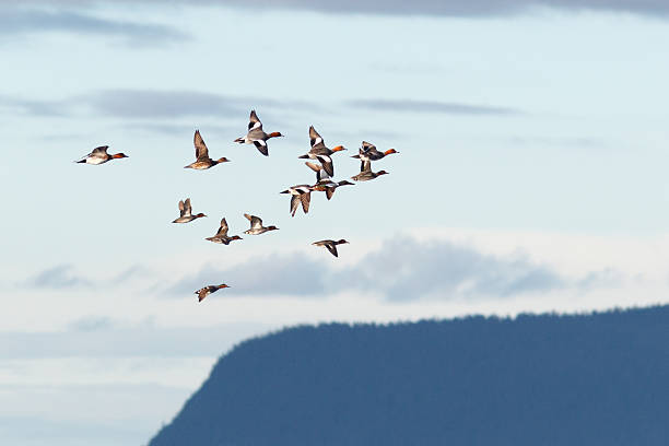 istock Anas penelope, Eurasian Wigeon. 516396339