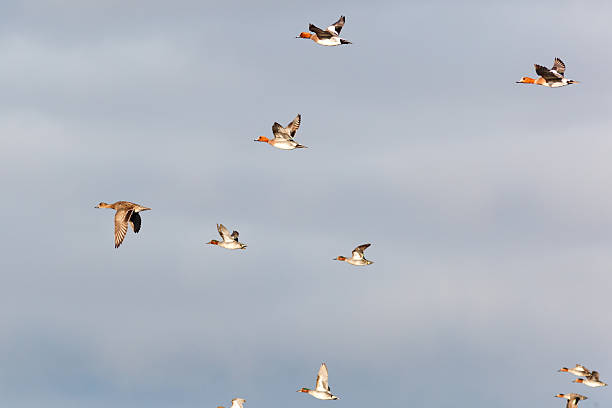 istock Anas penelope, Eurasian Wigeon. 516396347