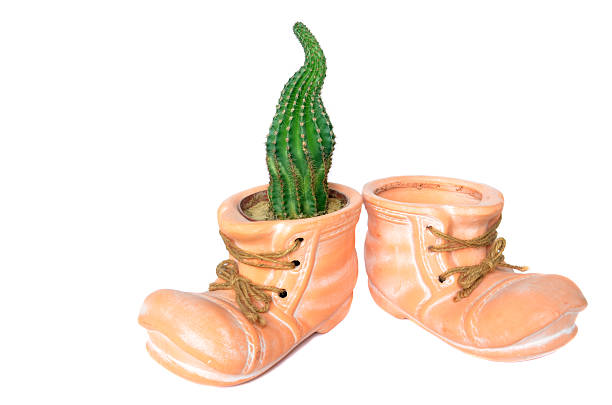 istock Two ceramic shoes as flower pots, cactus planted in one 516396396